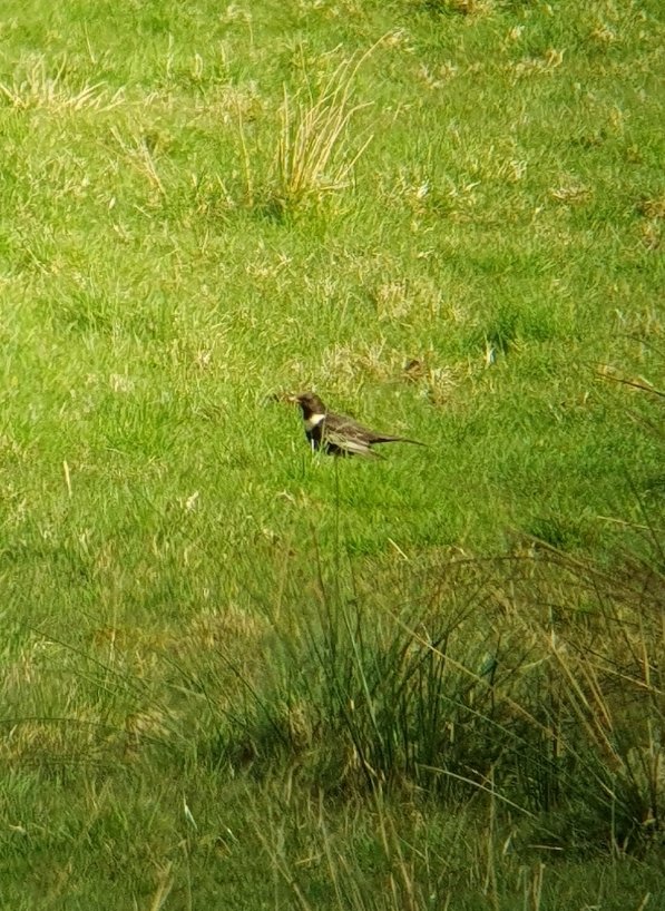 I don't remember a year when I didn't catch a Ring Ouzel at Warren Hills, thanks to @AndrewAllen_67 for a finding this one 🤩