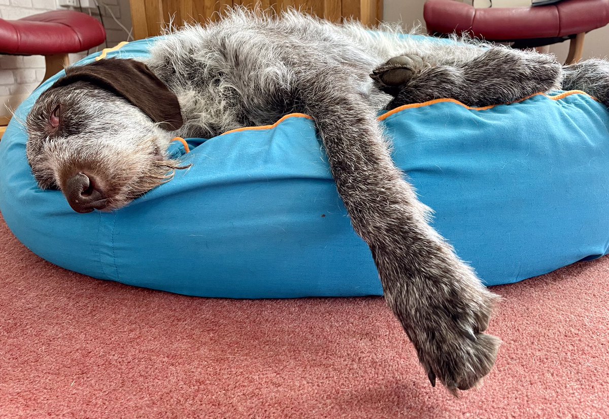 Two walks & the world is good @barkaparkauk #afternoon #recharge #dogbed #happy #chill #weekend #relax #dog #dogsofinstagram #ownspace #important #love #bankholiday #long #weekend #easter #dogsoftwitter