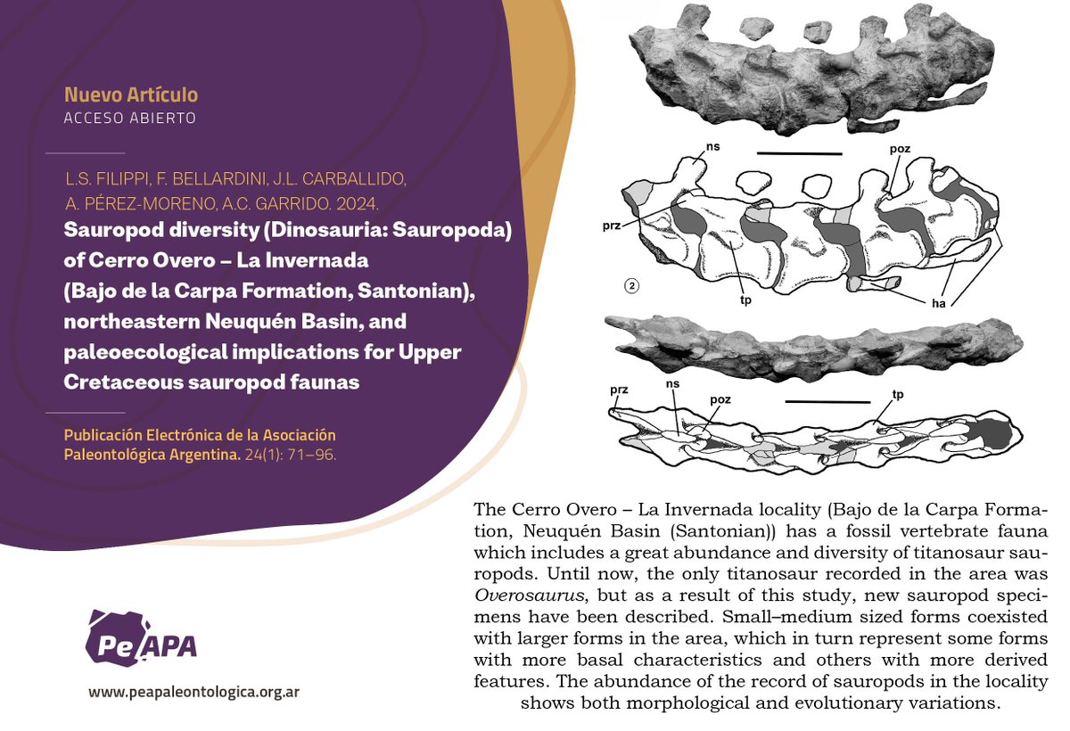 There’s a new article in PEAPA! “SAUROPOD DIVERSITY (DINOSAURIA: SAUROPODA) OF CERRO OVERO – LA INVERNADA (BAJO DE LA CARPA FORMATION, SANTONIAN), NORTHEASTERN NEUQUÉN BASIN, AND PALEOECOLOGICAL IMPLICATIONS FOR UPPER CRETACEOUS SAUROPOD FAUNAS” by L. Filippi (@lsfilippi) et al.