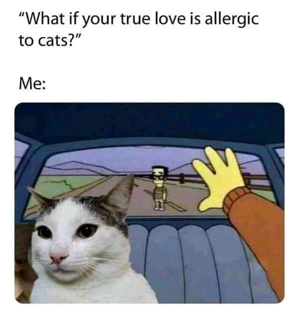 ShouldHaveCat's tweet photo. true https://t.co/TFeU9mB4VV