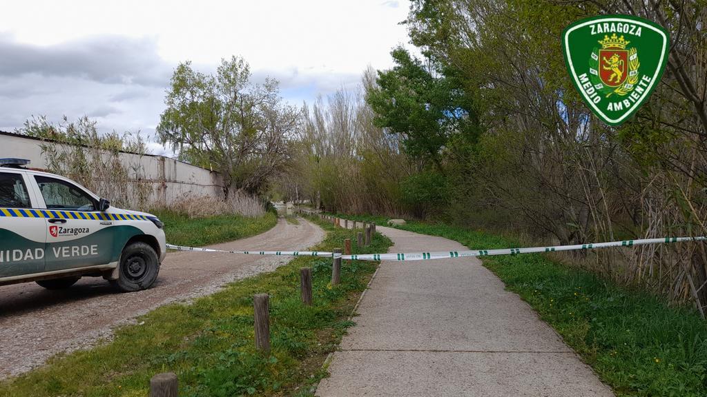 🗓 30/03/24  🕟 14:00 Balizamos rutas y sendas por afección inundación rio Gállego en #Zaragoza 
⛔️ NO pasar.
Respeta la señalización!!
Gracias!