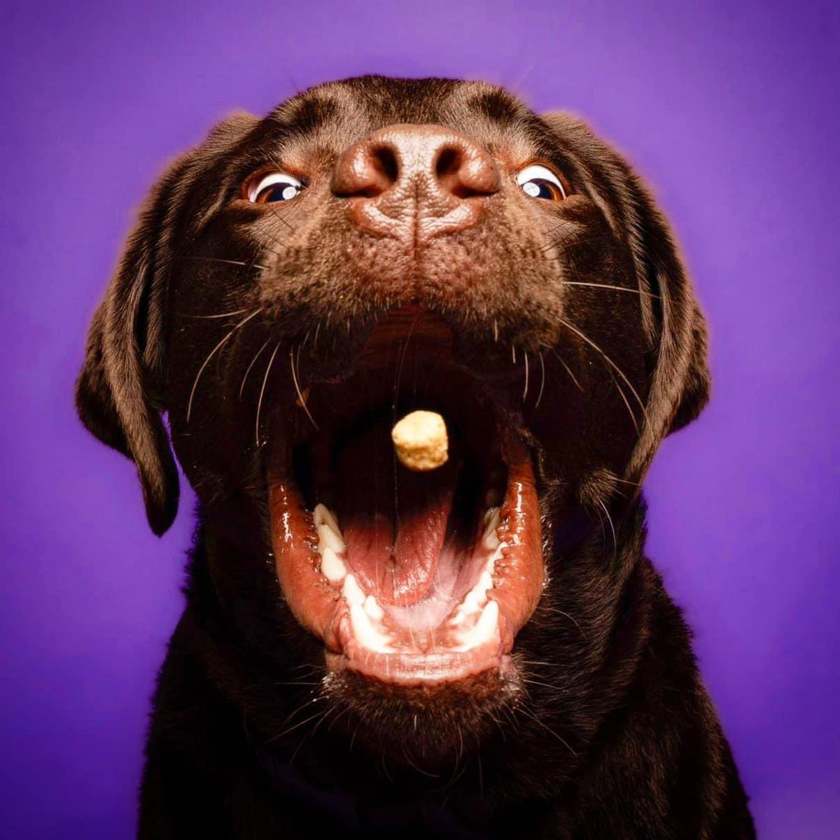 Happy Easter from our chocolate boy Stuart 💜 The only kind of chocolate that helps you to drop pounds rather than gain them this Easter 😅 #chocolatelab #chocolate #chocolatelabrador #happyeaster #lovechocolatelabs