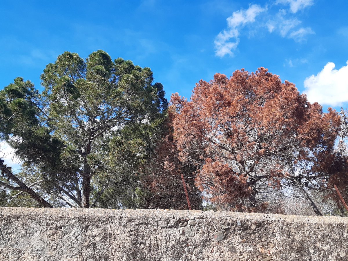 Cada vegada són més. La nova normalitat dels nostres boscos.