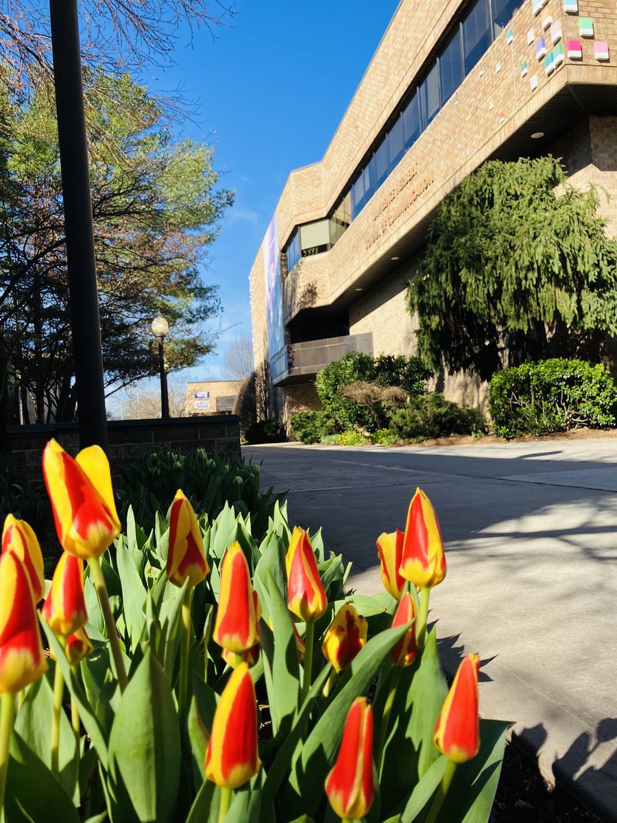 It's cool and windy @HofstraU today, but these gorgeous #tulips look like they're getting ready to open up anyway!! #Hofstra #hofviews #springflowers