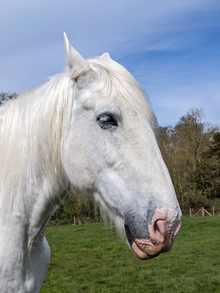 Hello beautiful 🤍 #horse #horsephoto #horsephotography #shire #shirehorse #animal #animalphotography #beautiful