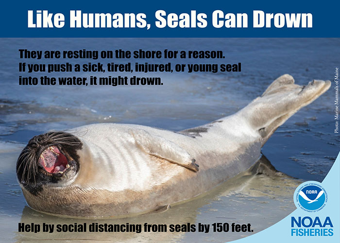 Seals need to rest on the beach and they know when to return to the water on their own. Approaching or forcing seals into the water can cause stress or injury. Think a seal needs help? Call our trained NOAA response network: 866-755-6622. bit.ly/2s7cWJe #ShareTheShore