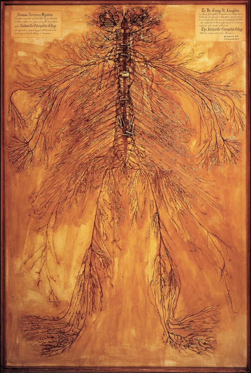 spheno_xiphoid's tweet photo. The autonomic nervous system (ANS) runs in the background of your life, helping to manage aspects of existence that keep you alive from one moment to the next. Your physical form, gut, hormones, and mental state are largely the result of this unconscious information relay system. https://t.co/tvO3t2Hl1i