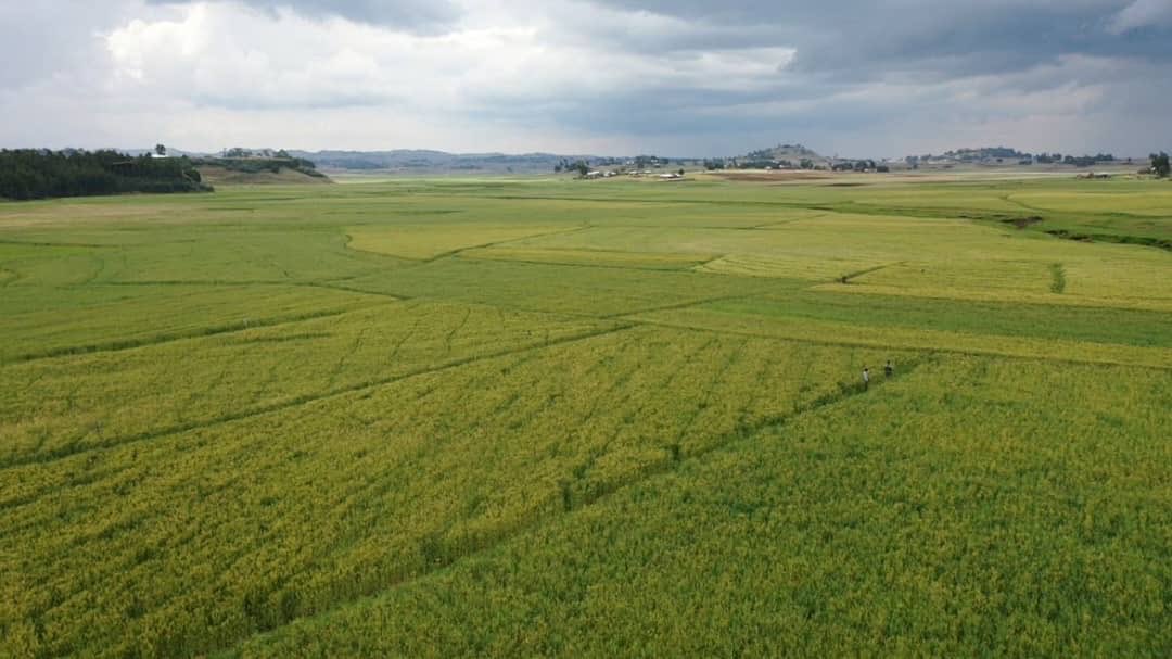 The Future of Ethiopia: rural transformation Rural development goals: food-security, import-substitution, increasing export and job-creation. All initiatives are transforming the lives of our people. We are harvesting irrigated wheat. The new face of Ethiopia!!! Thank God!!!