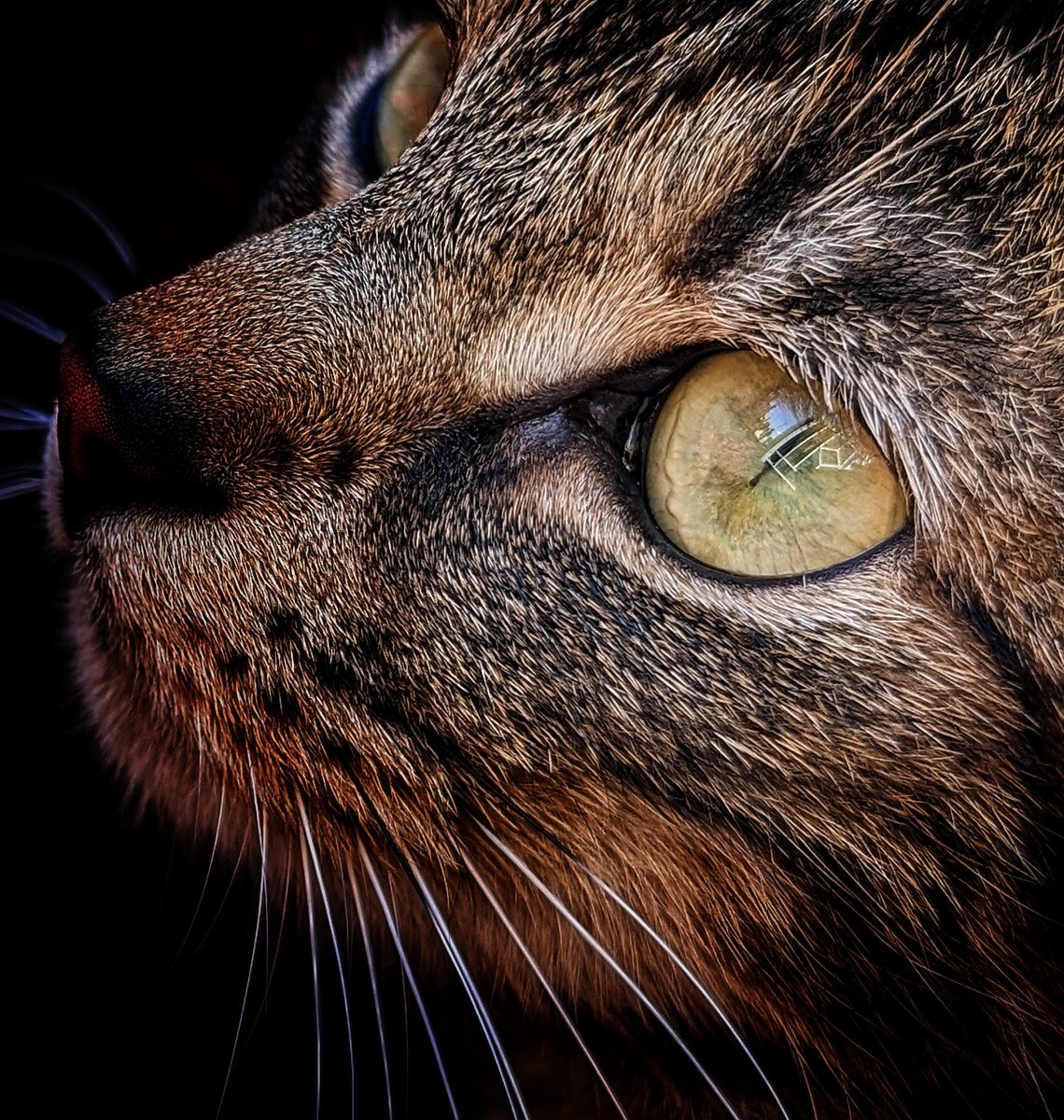 My street #Shrewsbury reflected in a cats eyes 😍