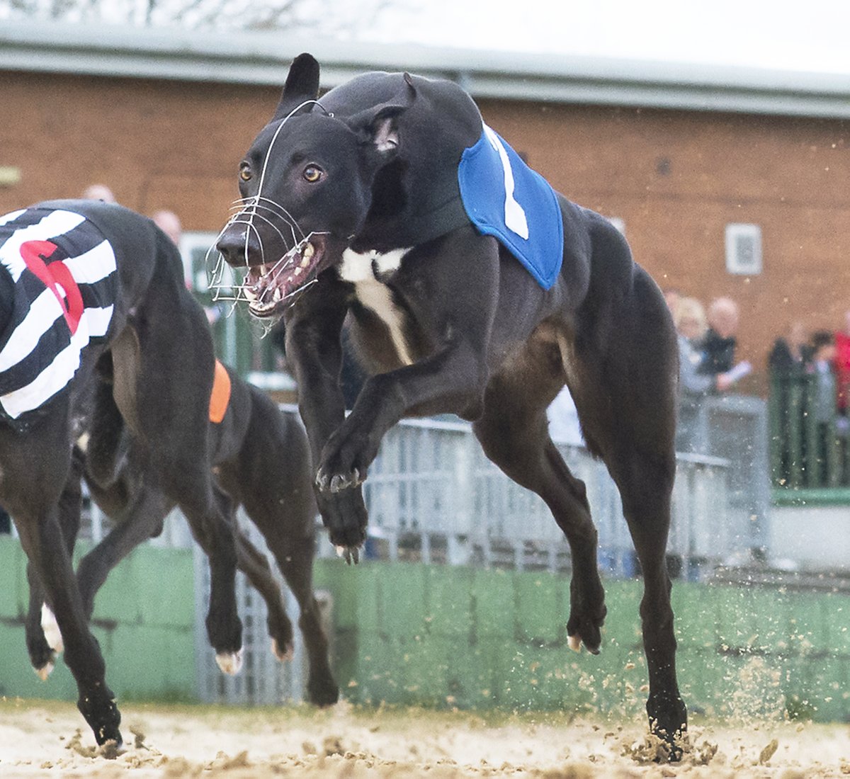 SteveNashPhotos's tweet photo. Young Buck: Untold Dollar on only his third UK appearance wins £20,000 @PremGreyRacing Puppy Derby @Monmoredogs for Carol Weatherall and owners John and Callum Purdy https://t.co/GrPfia93uV