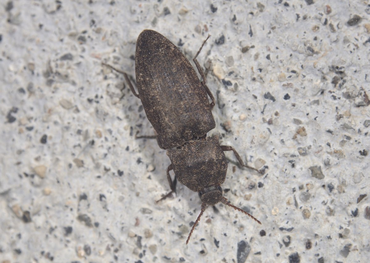 おはよう、我がアバターよ。
#サビキコリ
#Agrypnus binodulus #Elateridae #Coleoptera