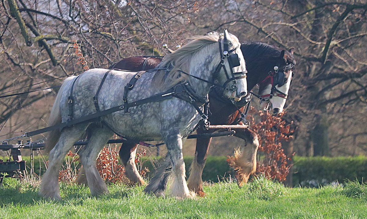 On Wednesday during my walk thru #KensingtonGardens I stood and watched something so tranquil @theroyalparks #nature #horses @itvweather #london