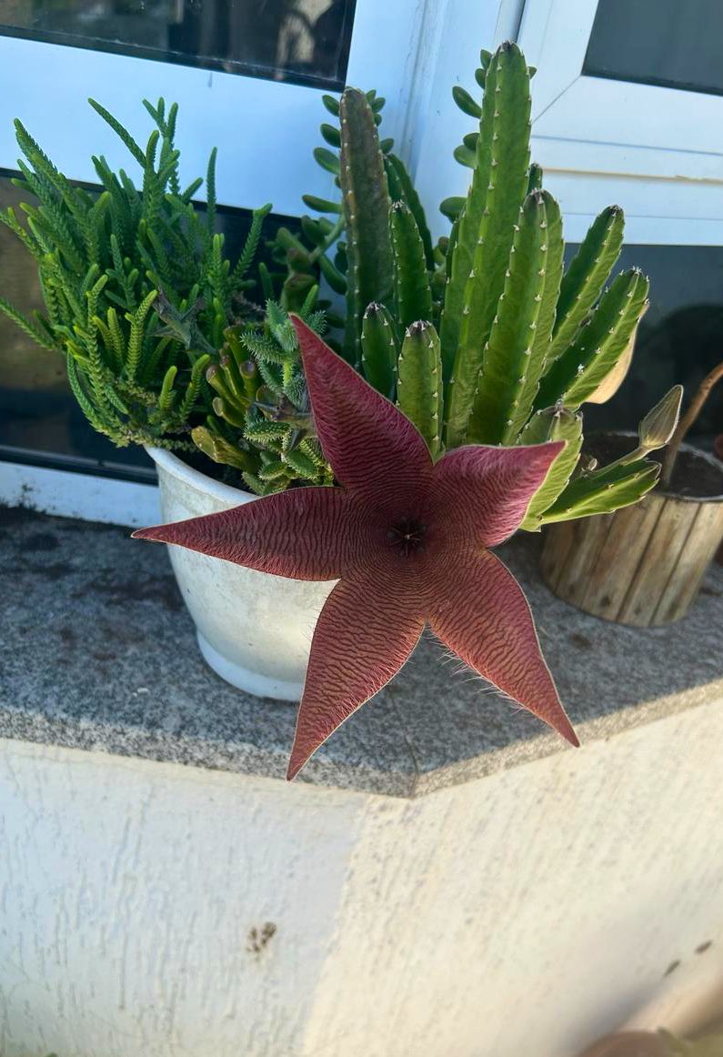 bjodaglai's tweet photo. A FLOR DE CACTO QUE ABRIU AQUI EM CASA 🥹 https://t.co/oi63PdE7Ak