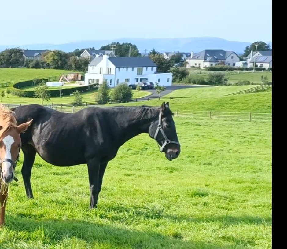 The end of an era for AshroeStud as we said goodbye to our stalwart mare Portryan Native this morn. Out of 8 progeny to run she could boast 6 winners, her determined spirit passing through to them all.She enjoyed her retirement for the last number of years&we will miss her dearly