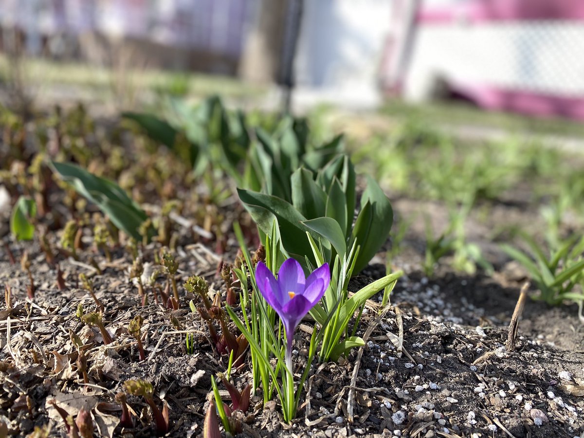 First sign of #spring!