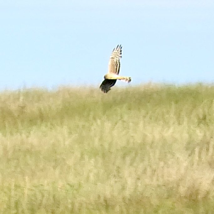 I watched this Harrier in the Durham Dales last July thinking Hen which is now been confirmed as adult Female Montagu’s Harrier by D Forsman big thanks @RossAhmed for sending video and @bellchris76 @cianbirder for ID help 👍@DurhamBirdClub @teesbirds1 @BirdGuides @RareBirdAlertUK