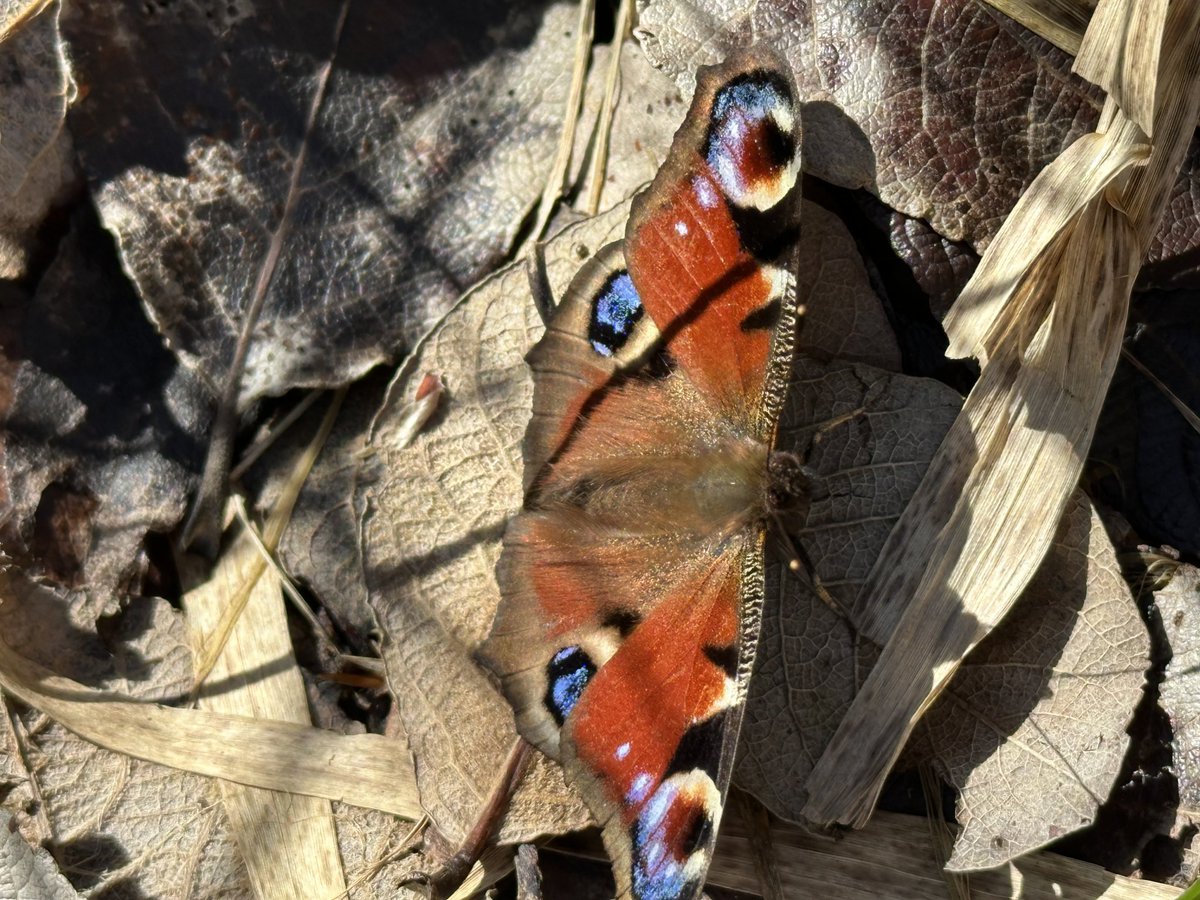 Peacock seen at Watchtree Nature Reserve, Great Orton on 30 Mar 2024. Photo © Thalia Sparke.