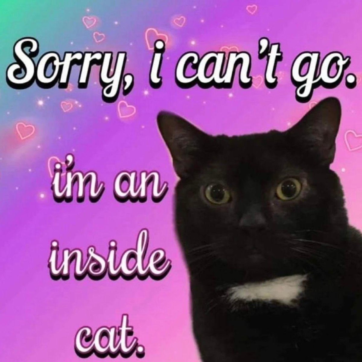 Dont Show Your Cat (@dontshowyourcat) on Twitter photo 