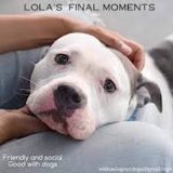 Update: Lola was murdered yesterday. Volunteers and staff loved her. Happy Easter from the NYC ACC. Please help us save puppy Remington and the other kill listed dogs. Pledge @TAPNYACC apply to foster @notthesameone2 @CathyPolicky @SuzanneSugar RT Thank you. #RIP Lola 💔