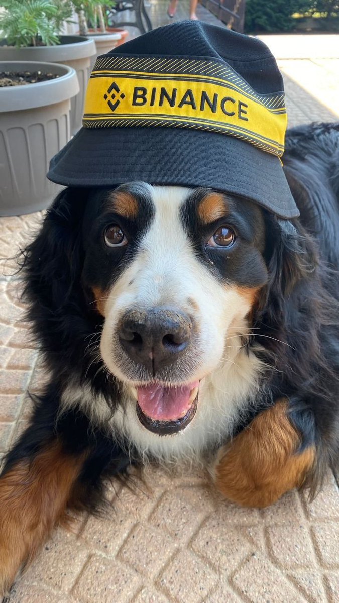 This #Binance dog has some swag. (literally)