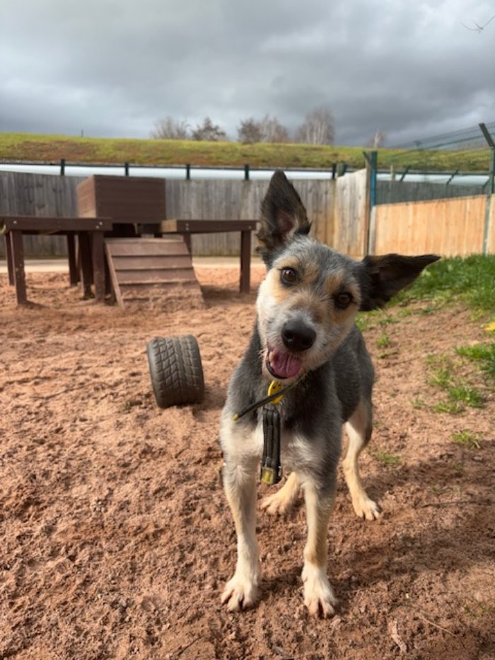 Quentin is hoping to find his hoppily ever after with his forever family💛 This lovable boy is looking for patient owners to allow him to emerge from his shell. He would make an eggs-cellent companion in the home!🐾 @DT_Shrewsbury📍 bit.ly/4cIkUgO