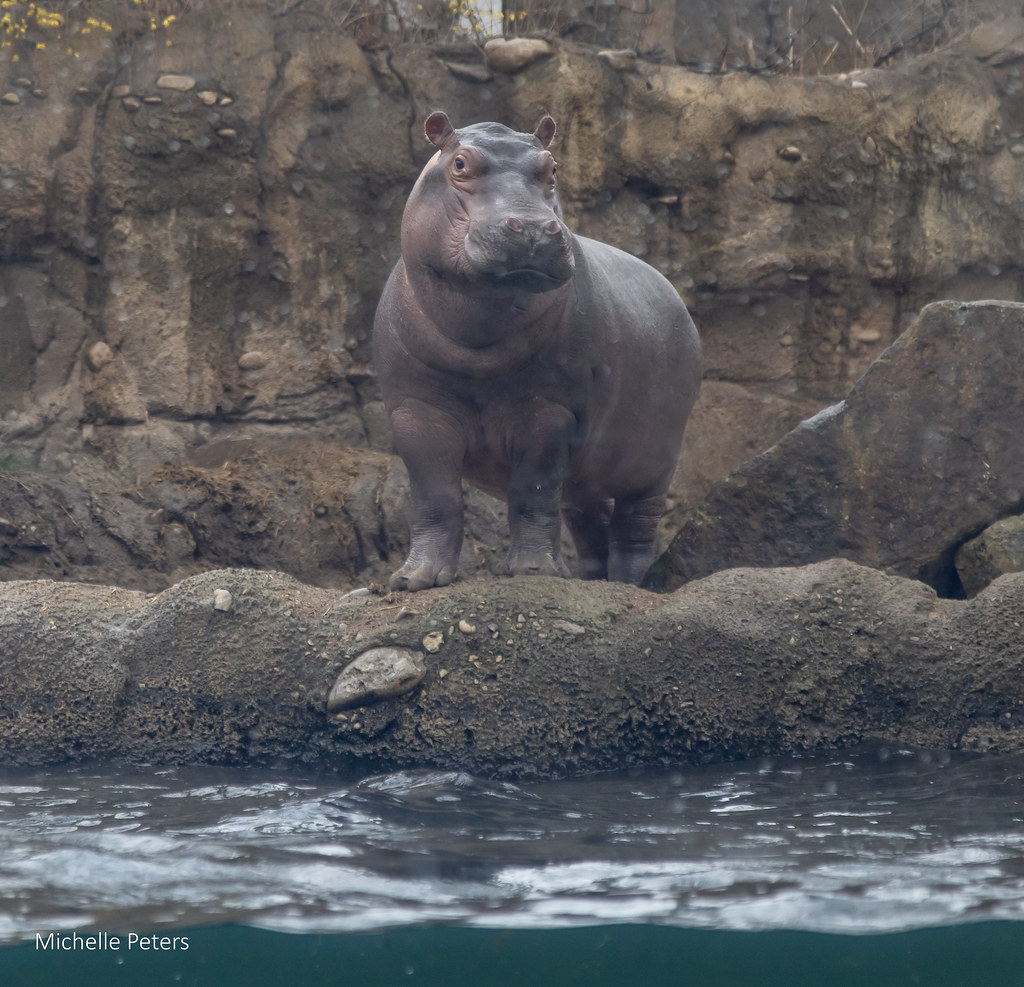 King of the mountain! Fritz stands tall at Hippo Cove. Hippos spend the majority of the day soaking in water to keep their skin moist and bodies cool. At night, they come out to munch on grass.