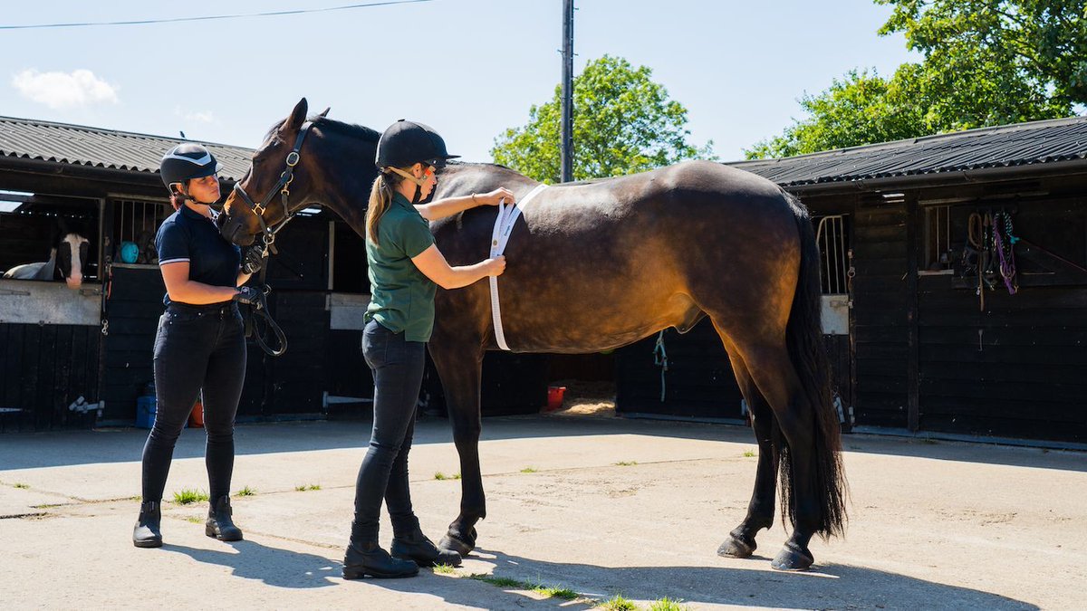 Obesity concerns in horses as study finds weight tapes underestimate true values buff.ly/49kEoF4 #horsemath #equineblogshare #equine #horses #horseowner #equestrianworld #horselover #Horsechathour #ponyhour #horsehealth #equinewelfare