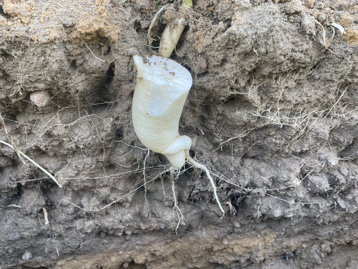 Another aboveground and below ground! #covercrop