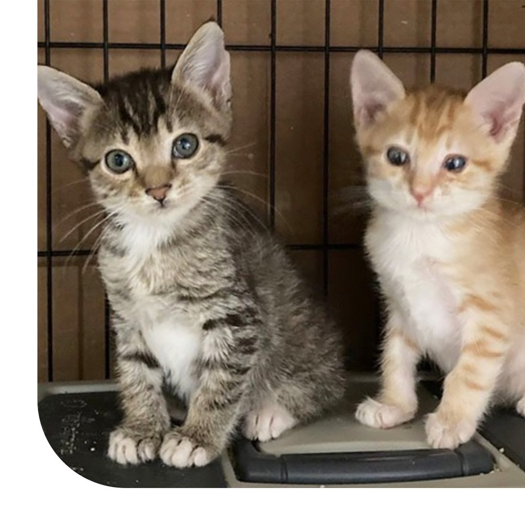 Meet Munster and Harry, rescue litter mates and self-appointed assemblers at our Spring Hill Manufacturing facility. Their quality is nothing short of a masterclass in purr-cision and agility while helping to build the "cat-illac" LYRIQ, XT5 and XT6. #Caturday