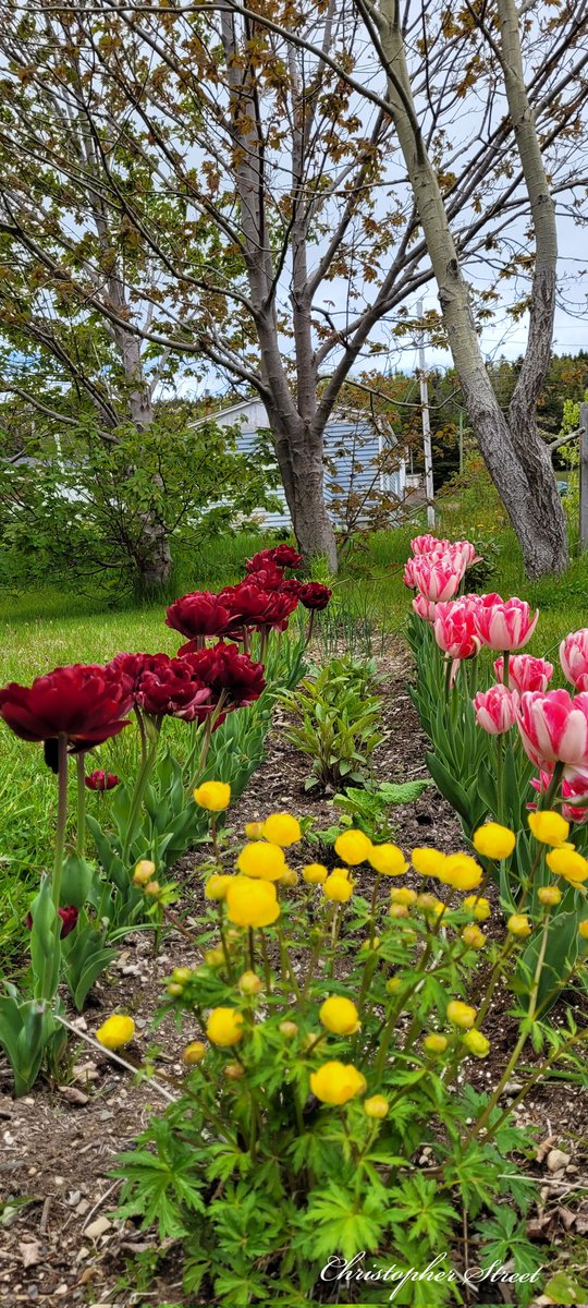 #flowerphotography #Flowers #flowergarden #GardeningTwitter #GardenersWorld #GardeningX #gardeningtips #gardens #doubletulip #photography #PhotographyIsArt #photographylovers #photographer #Newfoundland #Canada #X #instagram #Sharecangeo #CBCNL #encouragement
