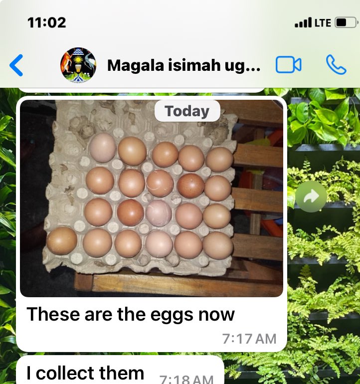 ZoeOlympio's tweet photo. Wow!! Our chicken project is making good progress!
At Uganda children place, we collected 21 eggs Today!
We have 30 kids in that group. So we are working on funding to get a 2nd batch of chicken.
#parentlesschild #chickenproject #uganda https://t.co/IGmErIYX40
