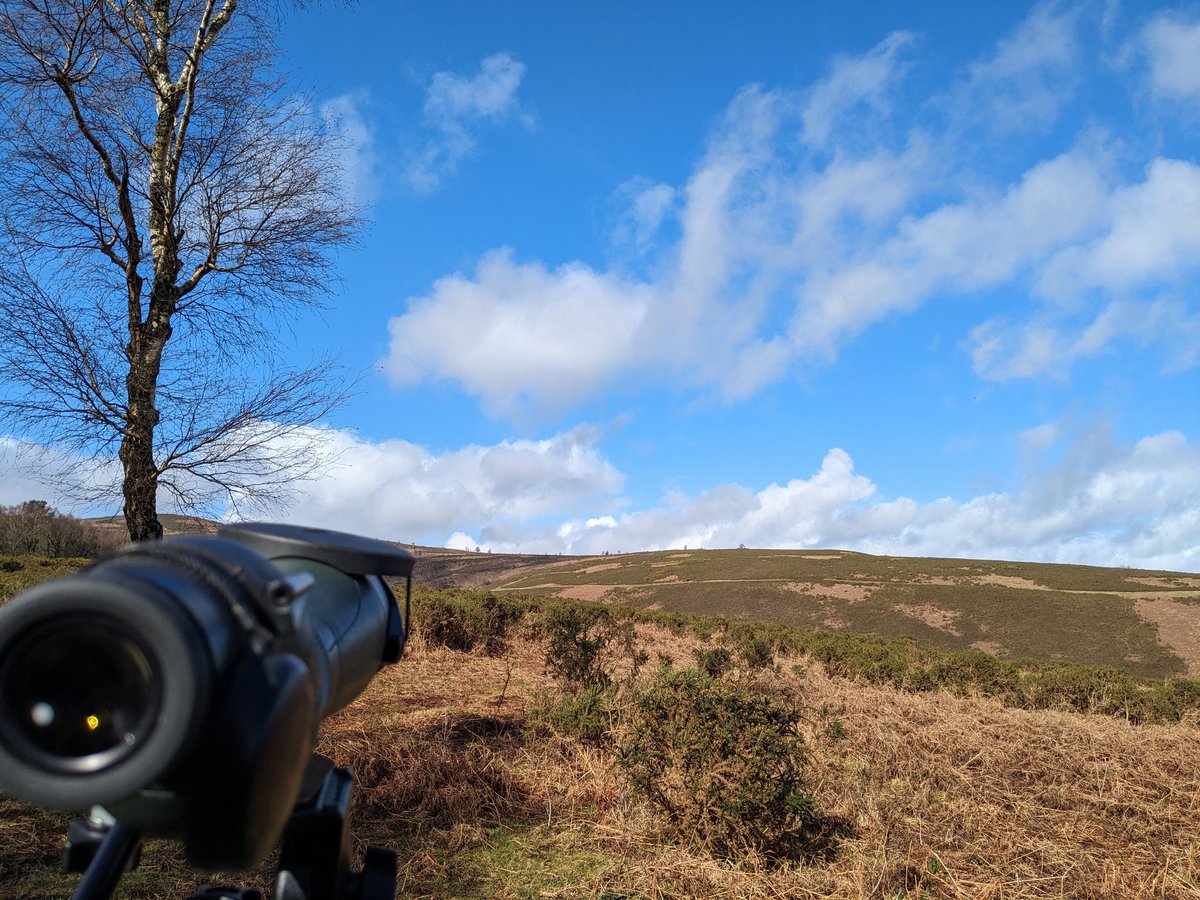 Great morning up on Dartmoor with a few familiar faces. At least 3 Goshawks in flight and a brief Female Lesser Spot the highlights #RoguesGallery
