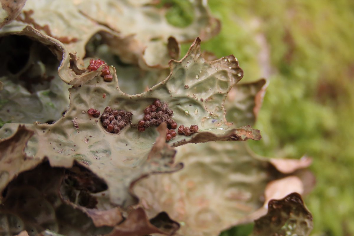 I would love to know what these tiny ?eggs on Lungwort are. Growing on Oak, #Mayo #insects