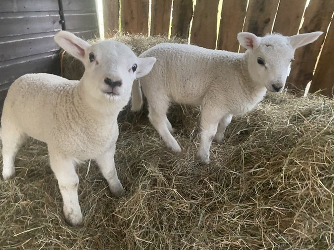 Meet Matilda & Maggie 2 lambs who have been saved by @BTWsanctuary 🙌 They will not be on anyone's menu this #Easter, they can now live happy ever after. Show your love for them by giving a one off donation to help look after these little darlings 😍👇 donorbox.org/beneath-the-wo…