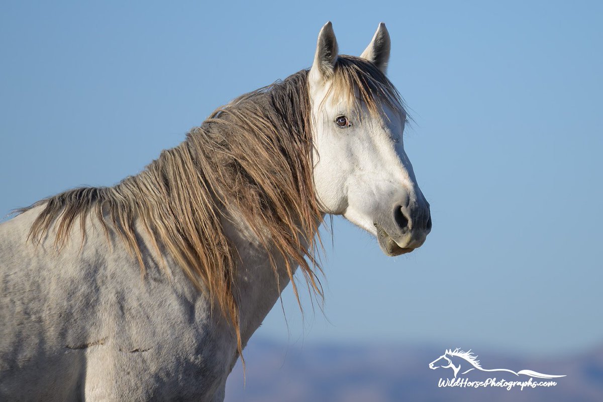 For #StallionSaturday a portrait of south Onaqui bachelor, Joker.

Find prints: wildhorsephotographs.com/wild-horse-por…

#GetYourWildOn #WildHorses #Horses #FallForArt #Horse #Equine #FineArt #AYearForArt #BuyIntoArt #HorseLovers #Equine #FineArtPhotography #PhotographyIsArt