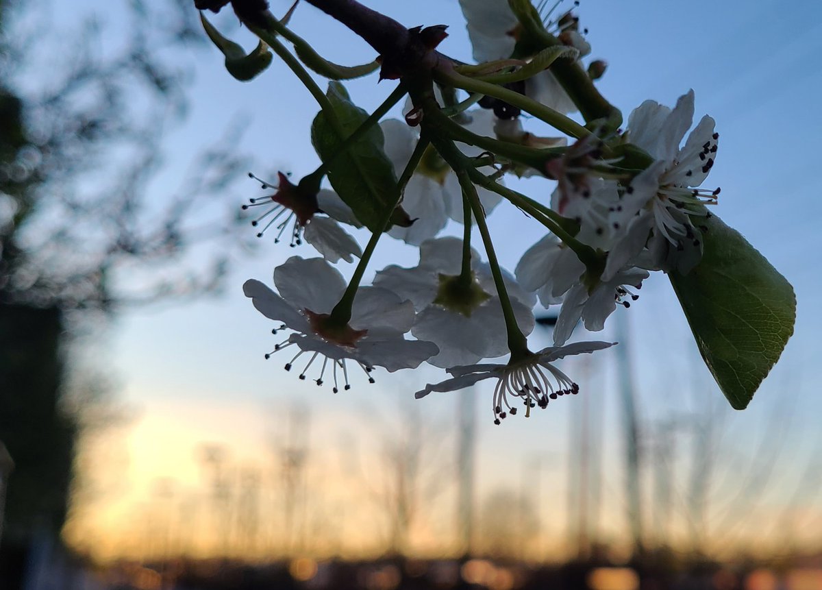 Good morning Saturdaylicious!
#sunrise #goodmorning #march #bcstormwatch #Saturday #FraserRiver #Vancouver #blueskiesandsunshine #StormHour #Saturdaylicious #Westcoast #shareyourweather