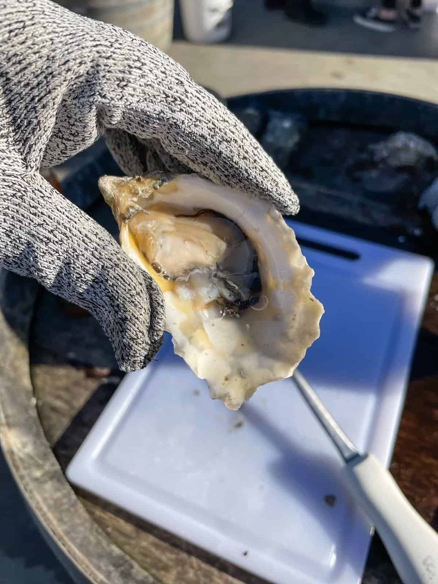 Yum! The oysters at Carlsbad Aquafarm are some of the freshest and tastiest oysters I've had... Read more 👉 bit.ly/48YcSgr #Carlsbad #CarlsbadAquafarm #OysterFarmTour #California #travel