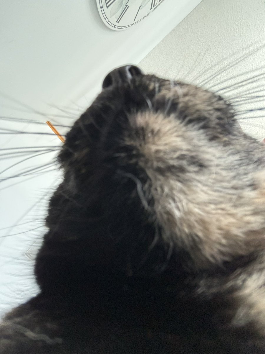 Little cat tweet media