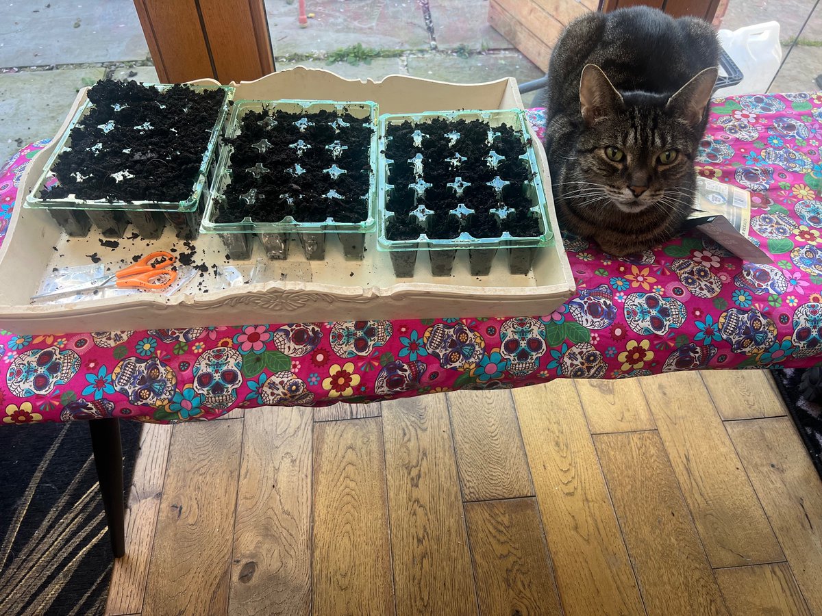 About 7 different flower seeds, plonked willy nilly. Haven't labeled anything. Looking forward to my invite to the Chelsea Flower Show.