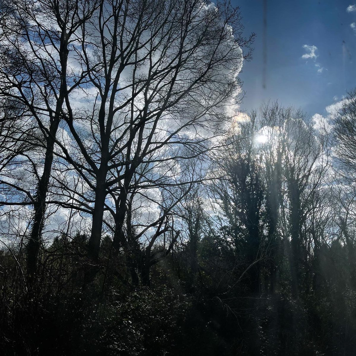 I’ve been sanding, filling & caulking in the new studio for the past few days. This afternoon though, I’m just enjoying the view while the cat sleeps. Shimmer of ivy, bramble tangle, flit of birds, dash of squirrels, green haze of new growth. #renovation #studio #theview