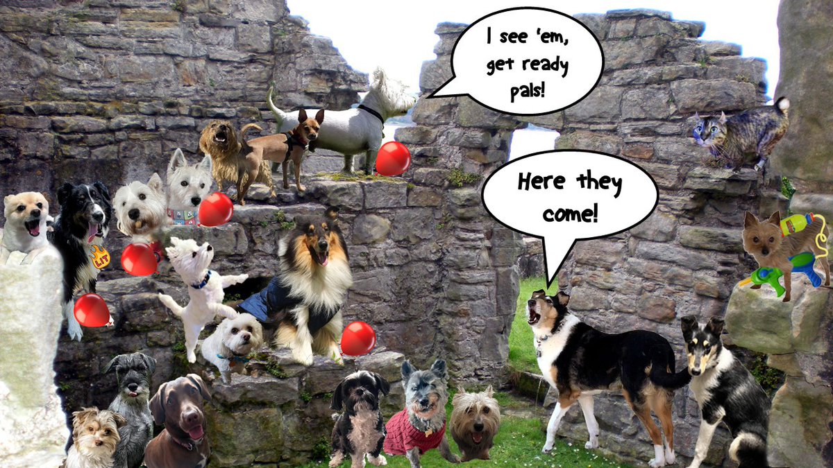 We's gonna get dem... We're armed & ready! #zzst @Ellie12_fml @Helen09Porter @Veronicahallis1 @WestieBiscuit @Mrsrebmik @CollieTwiggy @Norman_Dillon1 @jennystape @BeanPaisley @lizzie_bear2016 @all_fur_matters @prefect @karolinde73 @dougal_dog @poetpooch