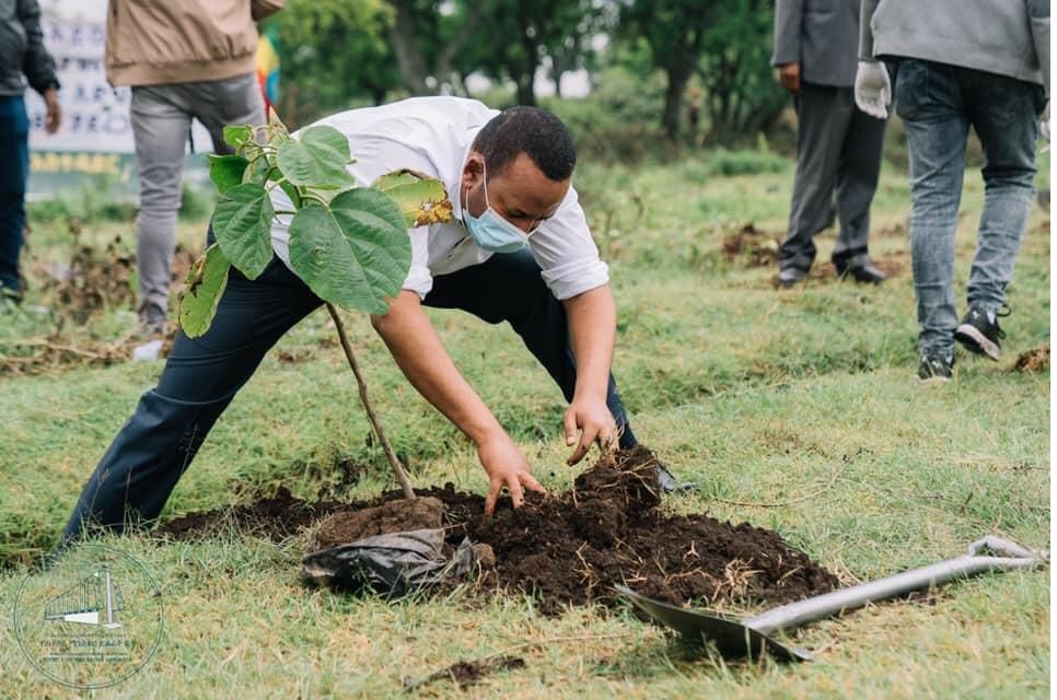 #Ethiopia's dedication to combatting climate change is showcased through its remarkable #GreenLegacy initiative.