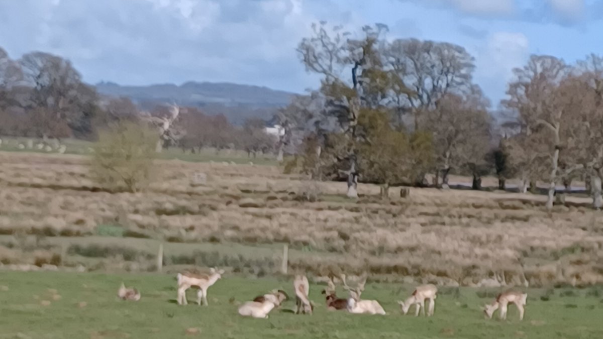 SlingsbyElaine's tweet image. #SpottedOnMyWalk #Walking #GetOutside 
Powderham Castle Estate #Devon
