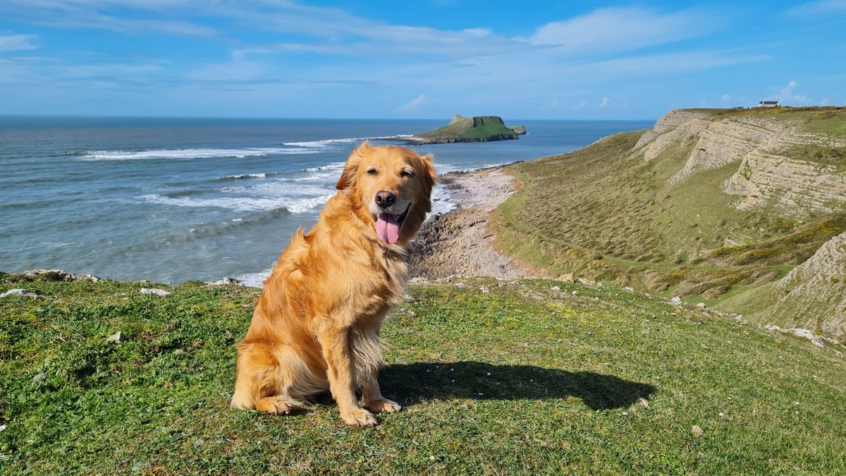 Walk with @dm3ssag3 this morning from Mewslade to Rhossili #spring was definitely in the air #Gower #WalesCoastalPath