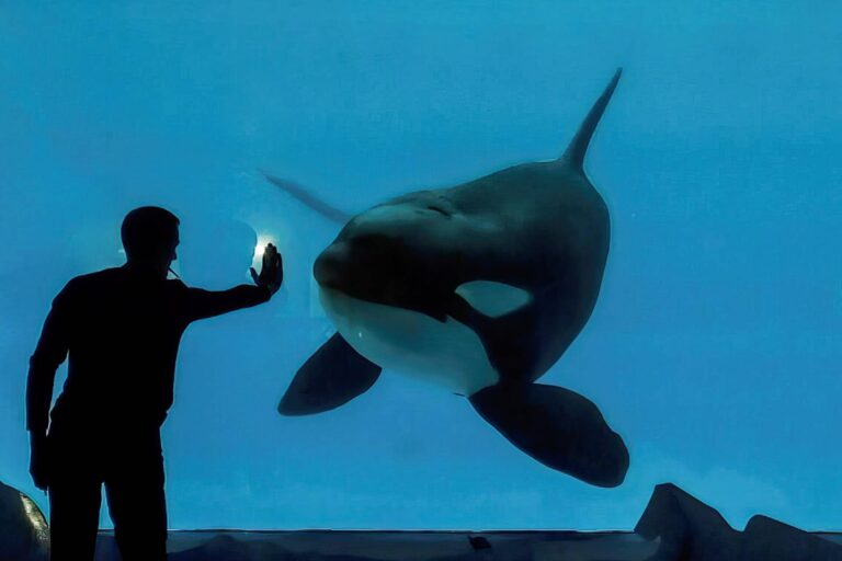 delphindae's tweet photo. Two females torn from everything they knew when they were just a year old.
Two mothers who have lost every single baby they've had.
Two whales, who now cry out in empty, barren tanks, and only receive their own echo as a response. https://t.co/BMSoggSWFp
