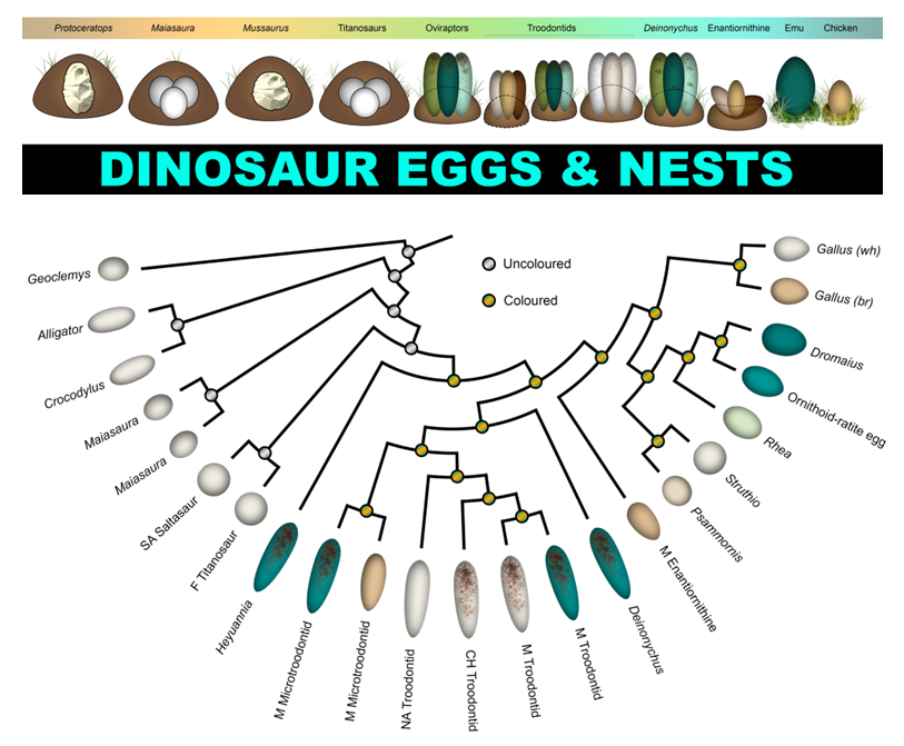 If you are still looking for inspiration on how to decorate your #EasterEggs 🥚 this year, you might want to check out our reconstructions of #dinosaur #egg colors (9 years of research)! 🦕🐣🥚🖌️ #paleontology #easter2024 #kidsactivities #design #paleoart
