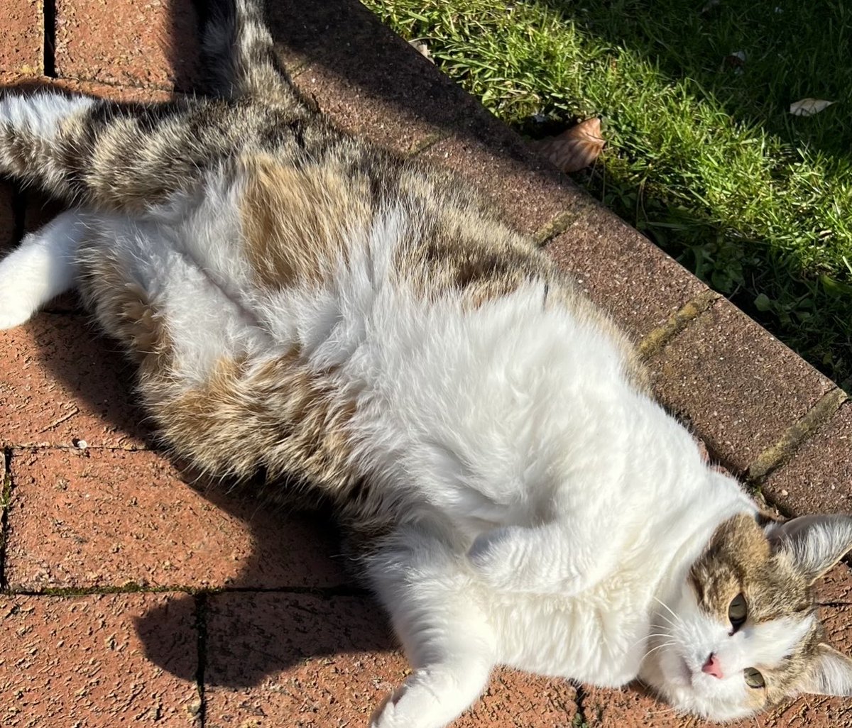 Miss Mitten from next door turning up just in time for an Easter treat. #SaturdayCaturday#CatsOfTwitter #HedgeWatch