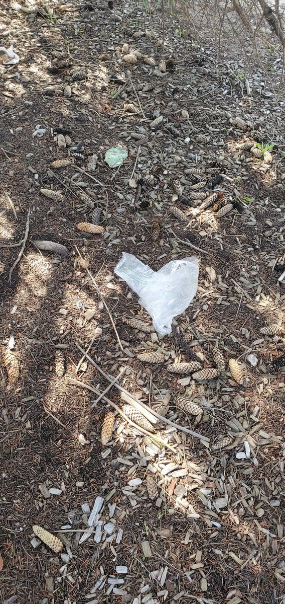 maseradee7's tweet image. continuing w my daily actions to promote sustainability for our future world.  #parkcleanup @cleanify_vet #veb3trdao #vechain $vet