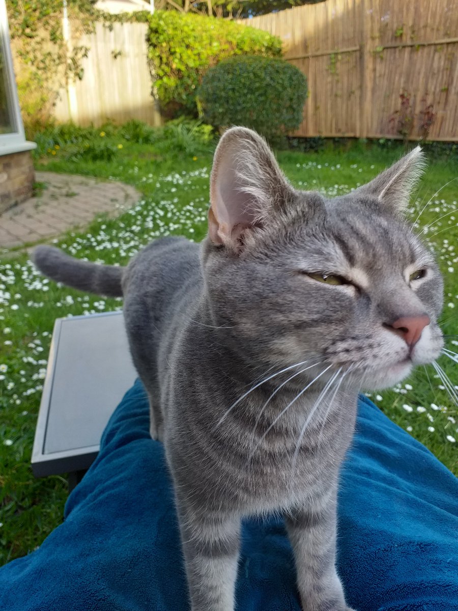 The perfect #Caturday look! #KasperMouser enjoying the fresh air