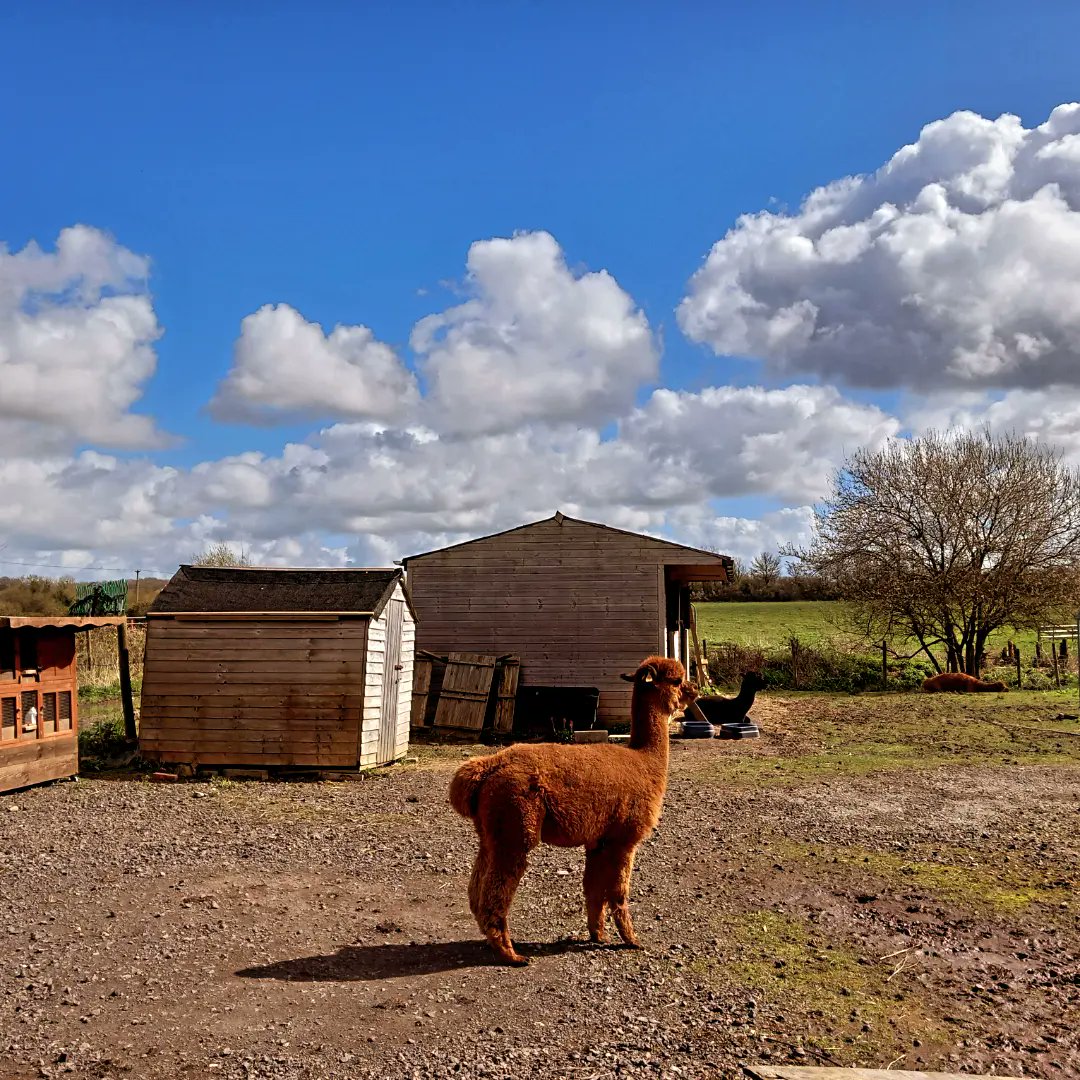 lazyperfection's tweet photo. Easter Saturday stroll around Mere #alpaca #easterwalk #wiltshire #mere #stream #nature #walking #exercise https://t.co/E4L3rfrgXy